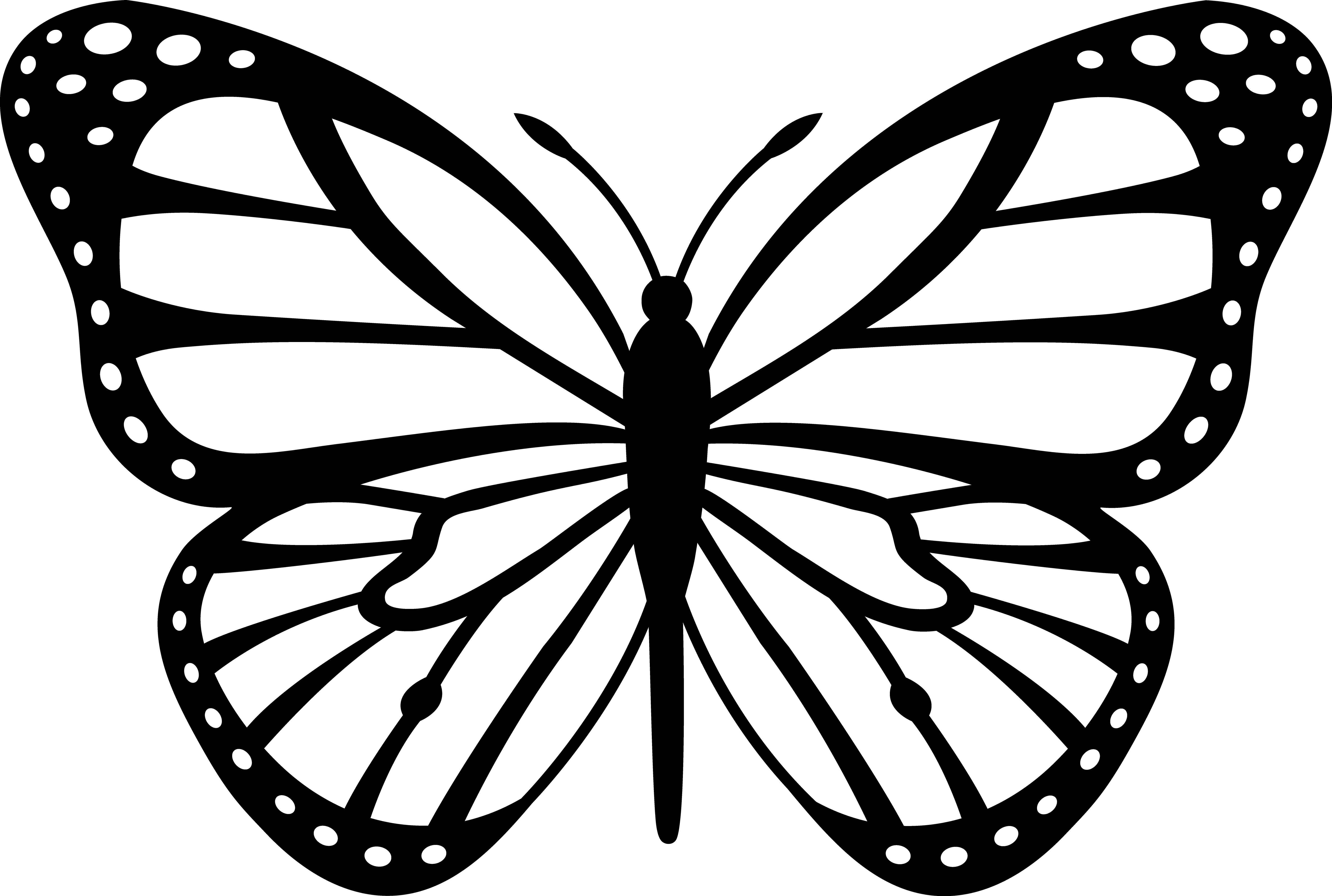 Butterfly Drawing Outline