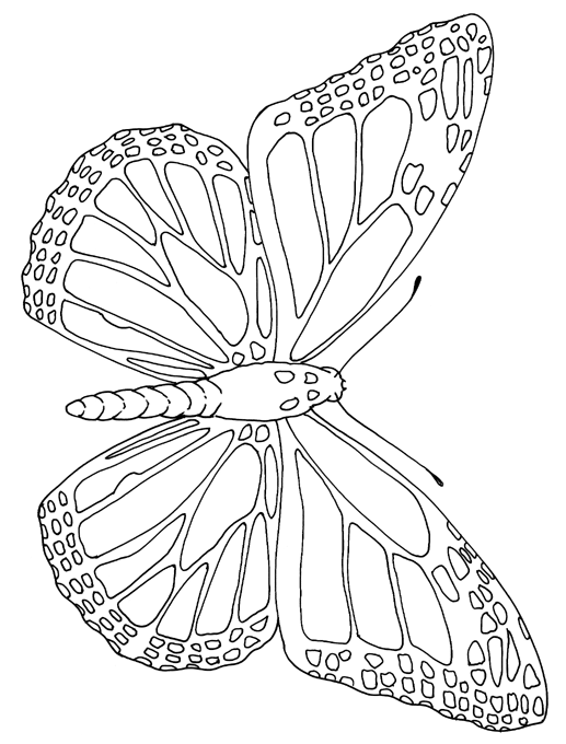 Butterfly Drawing Outline at GetDrawings | Free download