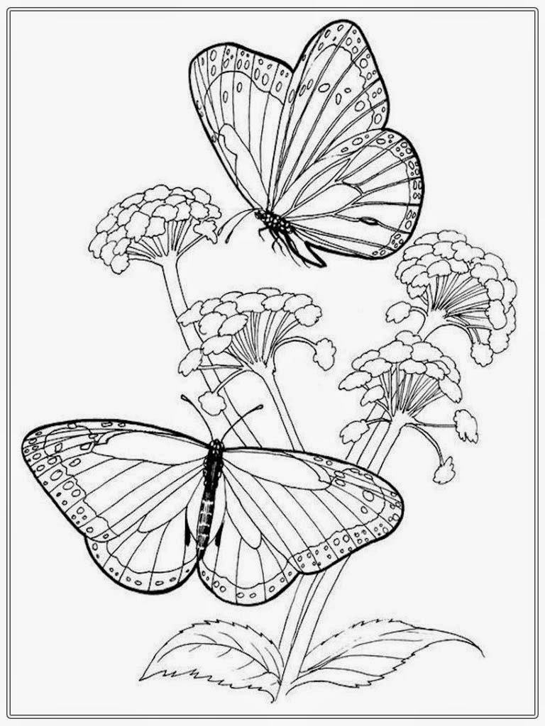 Butterfly Flower Drawing At GetDrawings Free Download