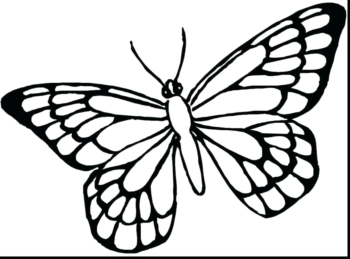 Бабочка рисунок раскраска