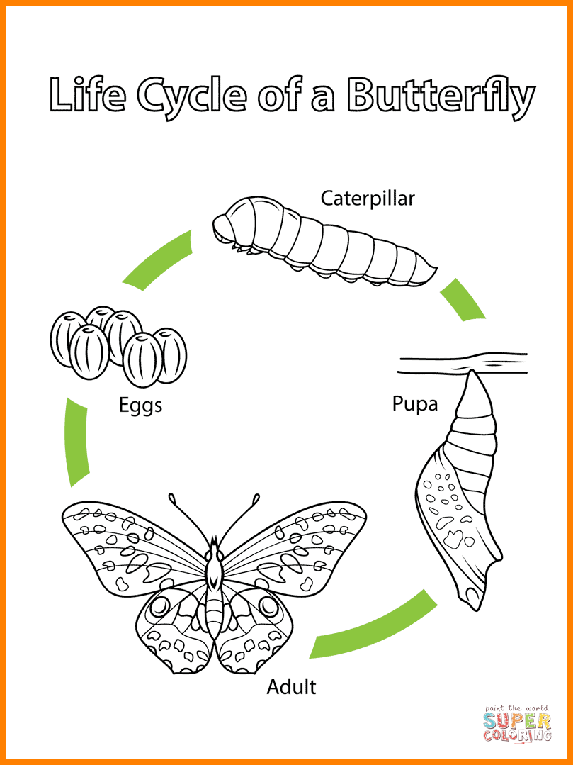 Butterfly Life Cycle Drawing At GetDrawings Free Download