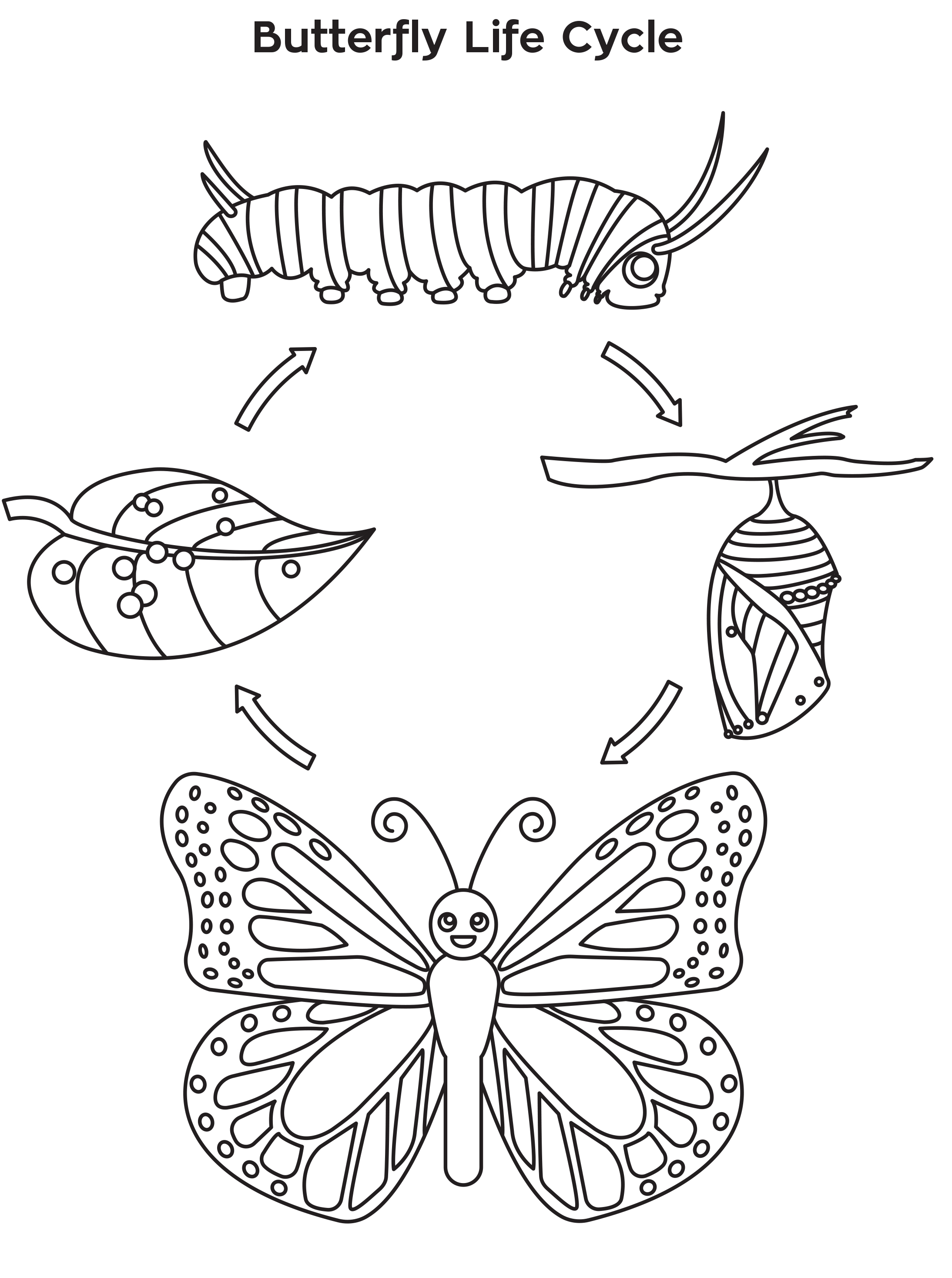 butterfly-life-cycle-drawing-at-getdrawings-free-download