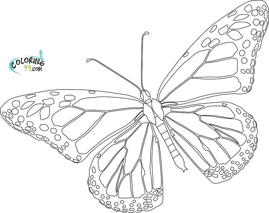Butterfly Life Cycle Drawing at GetDrawings | Free download