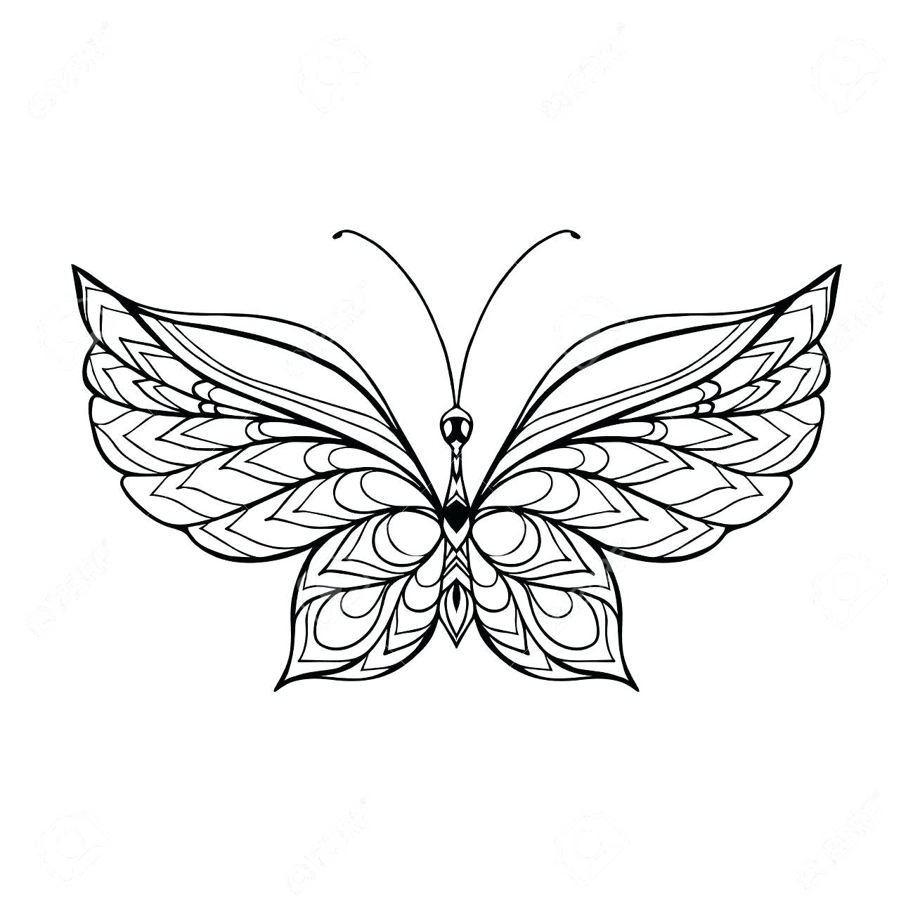 Coloring Pages Monarch Butterfly Life Cycle / Butterfly (Monarch) Life