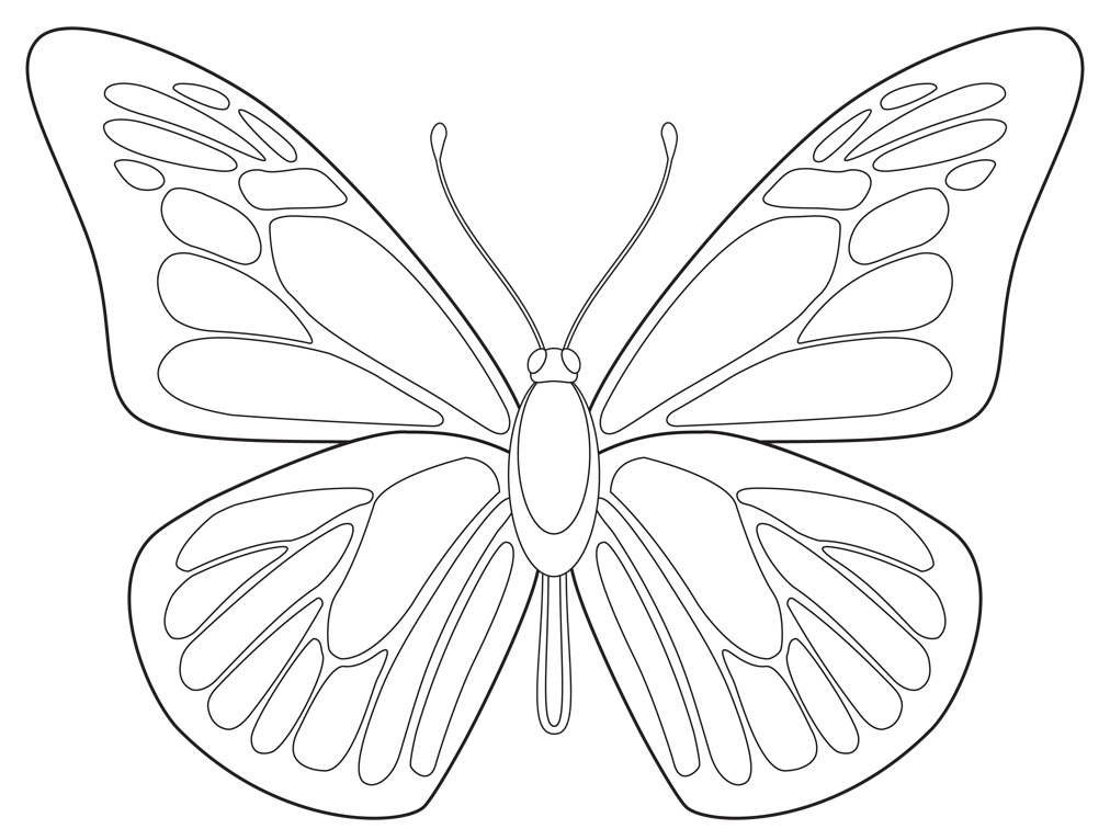 Butterfly Line Drawing Images at GetDrawings | Free download