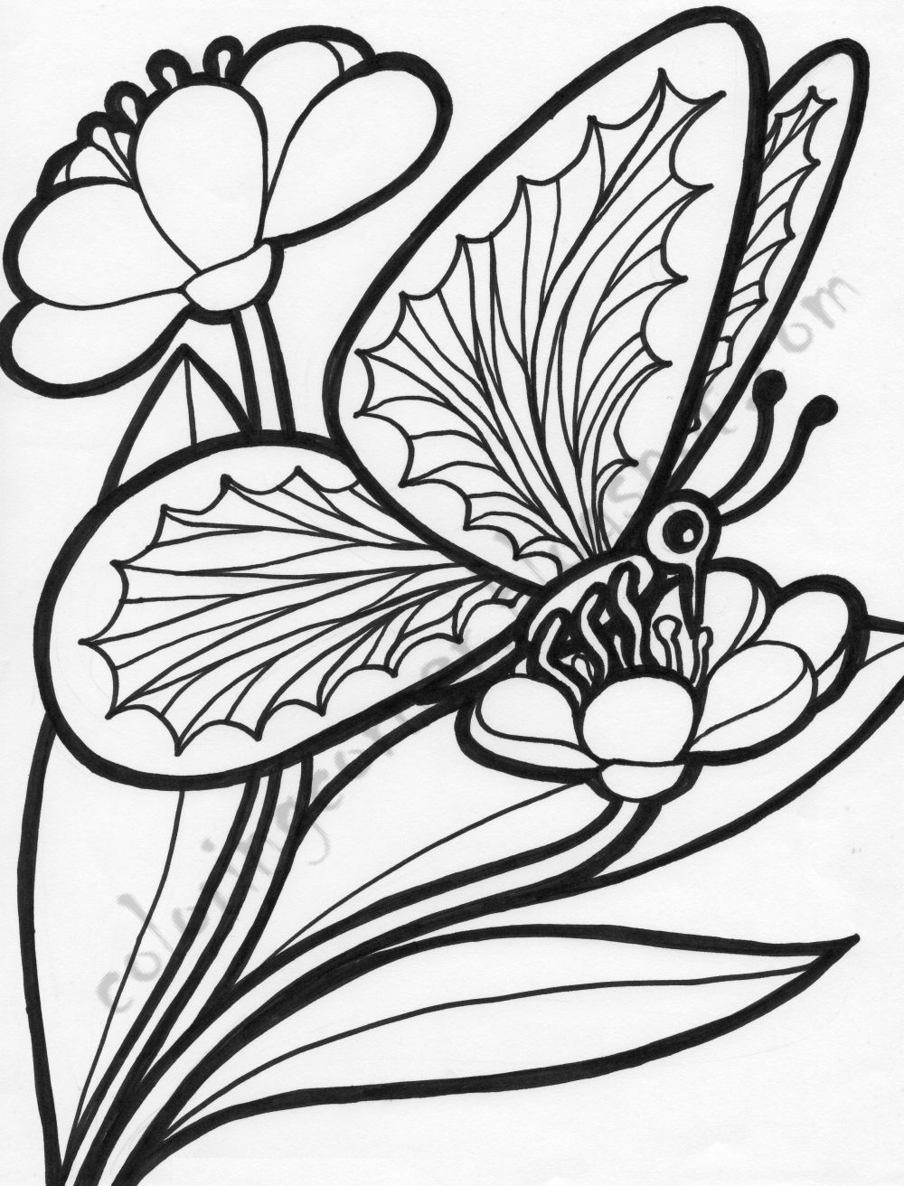 Butterfly On Flower Drawing At GetDrawings Free Download