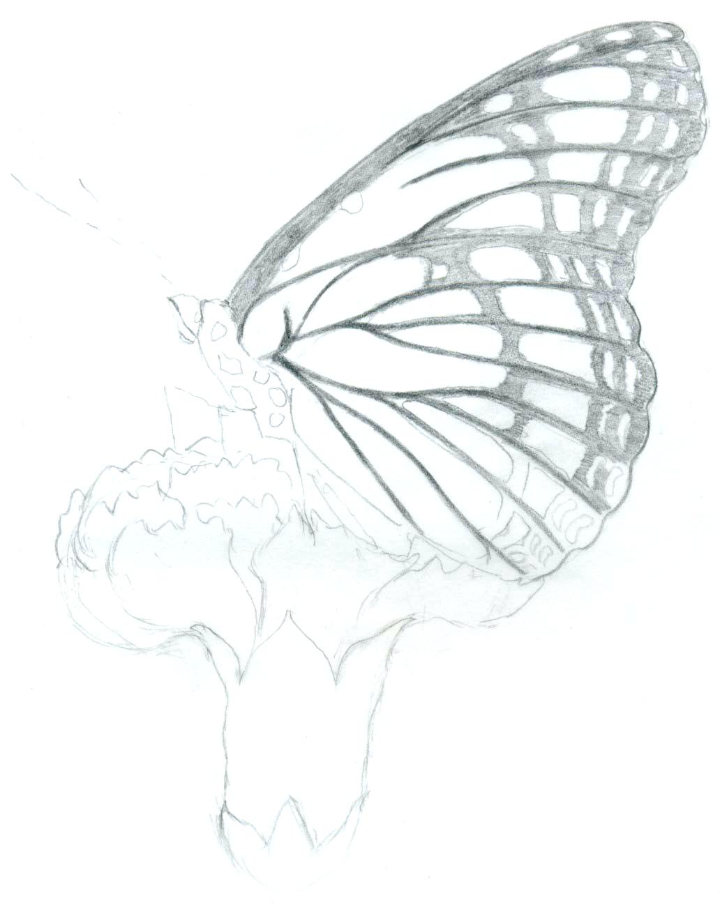 Butterfly Pencil Drawing At Getdrawings Free Download