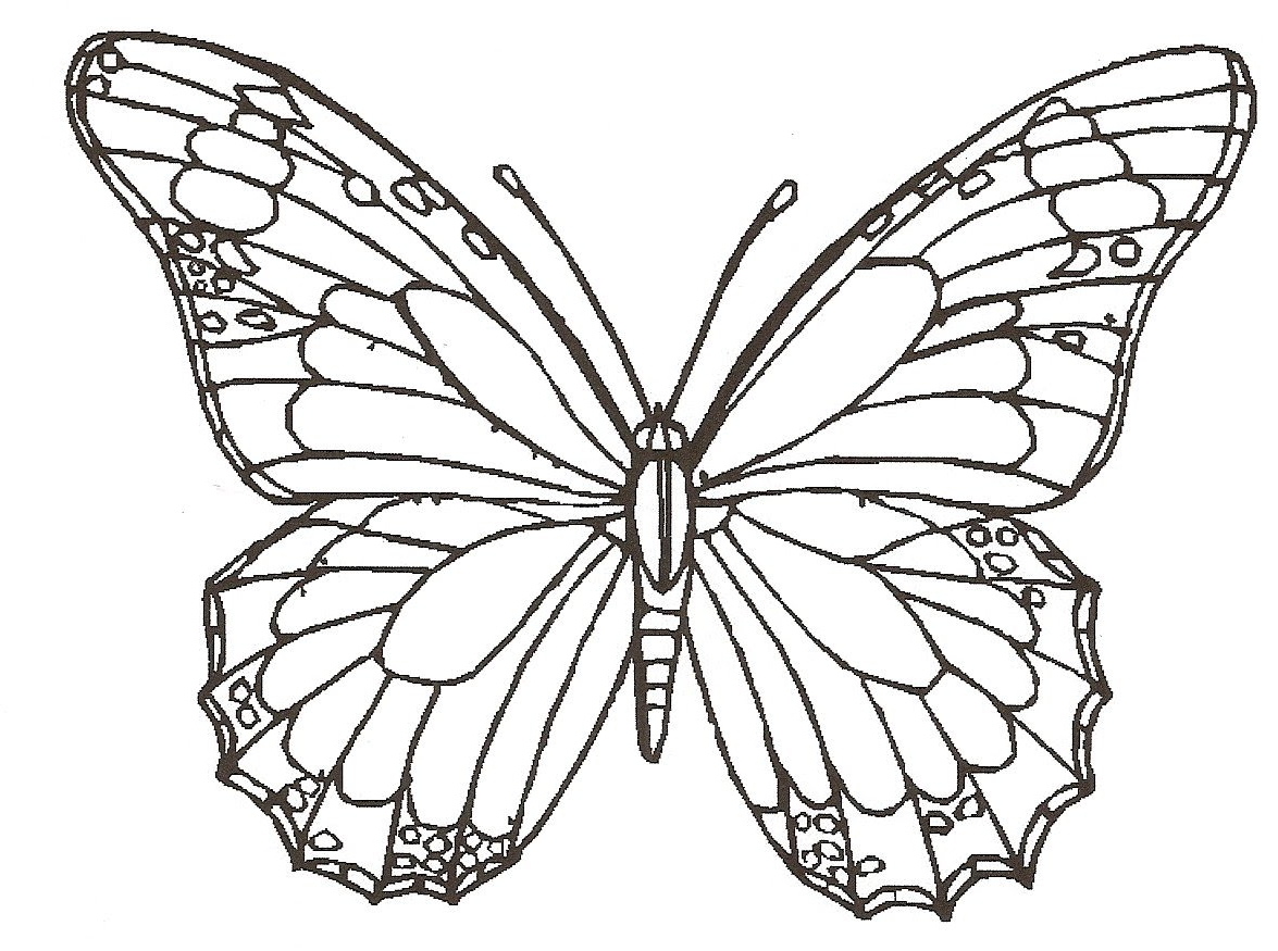 kids butterfly sketch