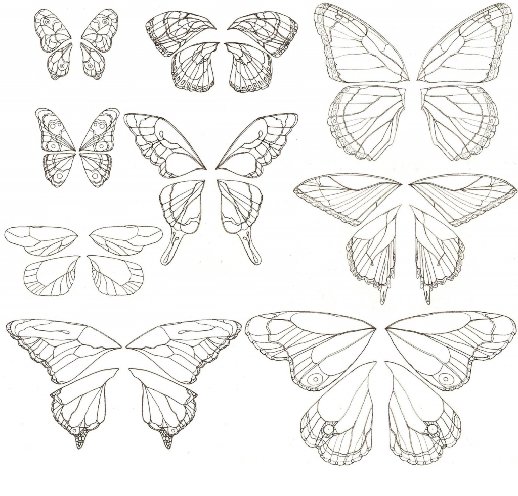 Butterfly Wings Drawing at GetDrawings | Free download