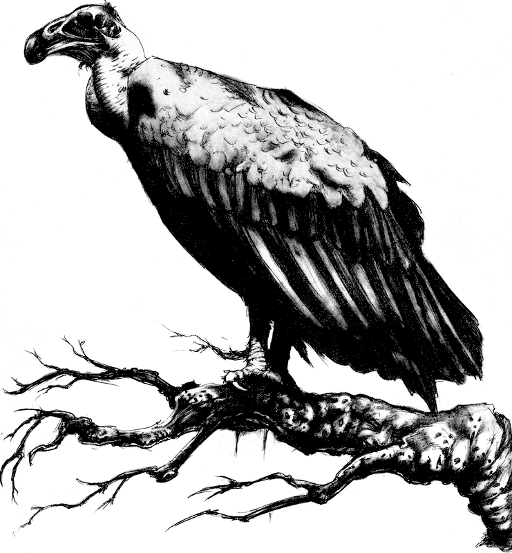 The best free Buzzard drawing images. Download from 53 free drawings of