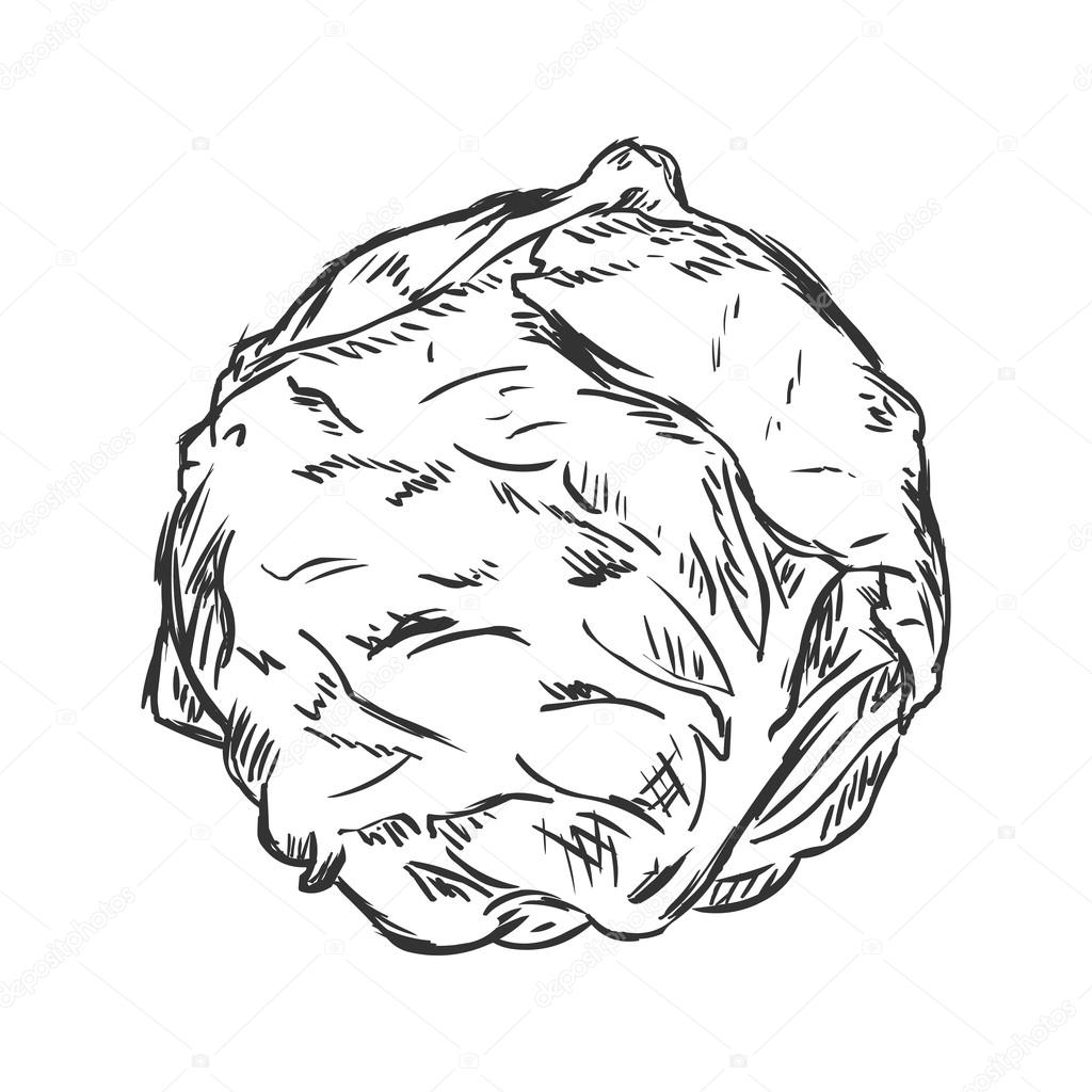 Cabbage Drawing at GetDrawings | Free download