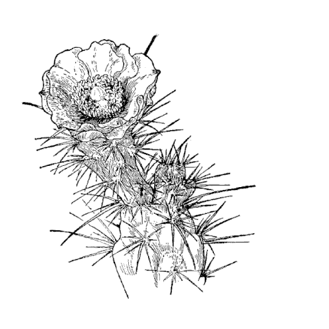 Cactus Flower Drawing at GetDrawings | Free download