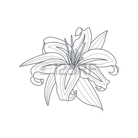 Cactus Flower Drawing at GetDrawings | Free download