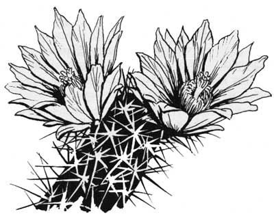 Cactus Flower Drawing at GetDrawings | Free download