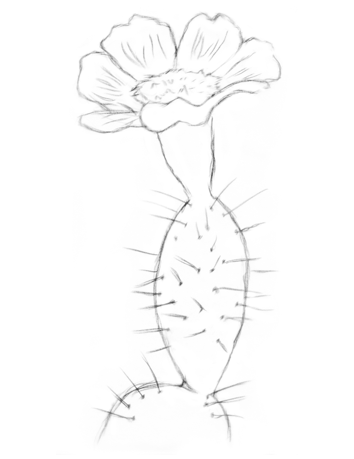 Cactus Flower Drawing at GetDrawings | Free download