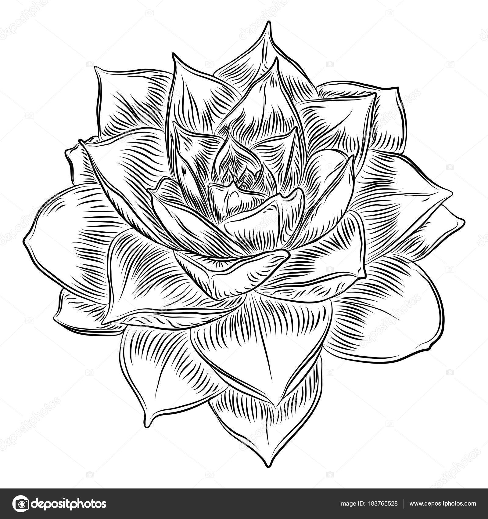 Cactus Flower Drawing at GetDrawings | Free download