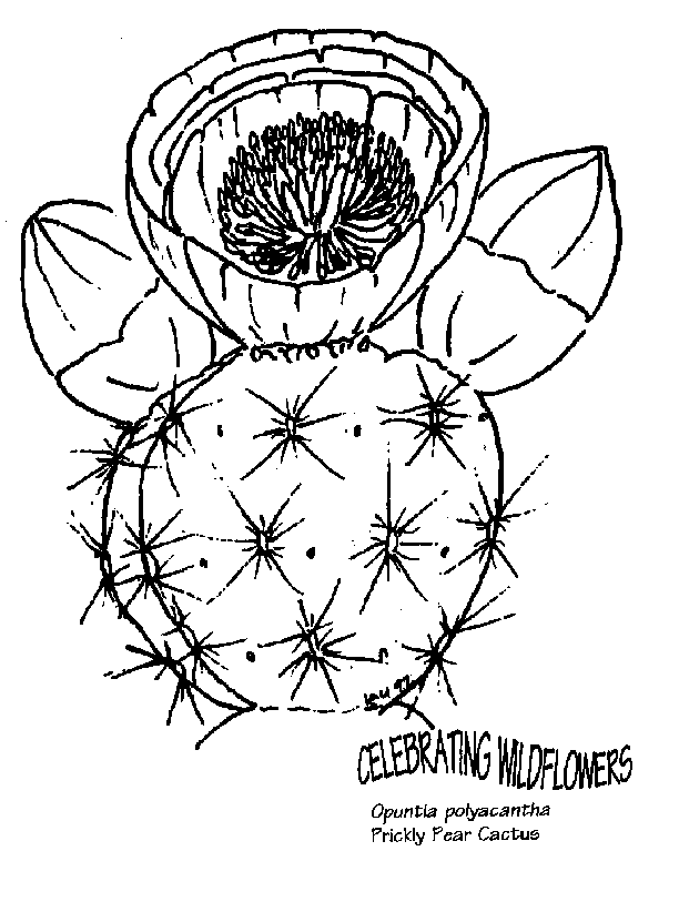 Cactus Line Drawing at GetDrawings | Free download