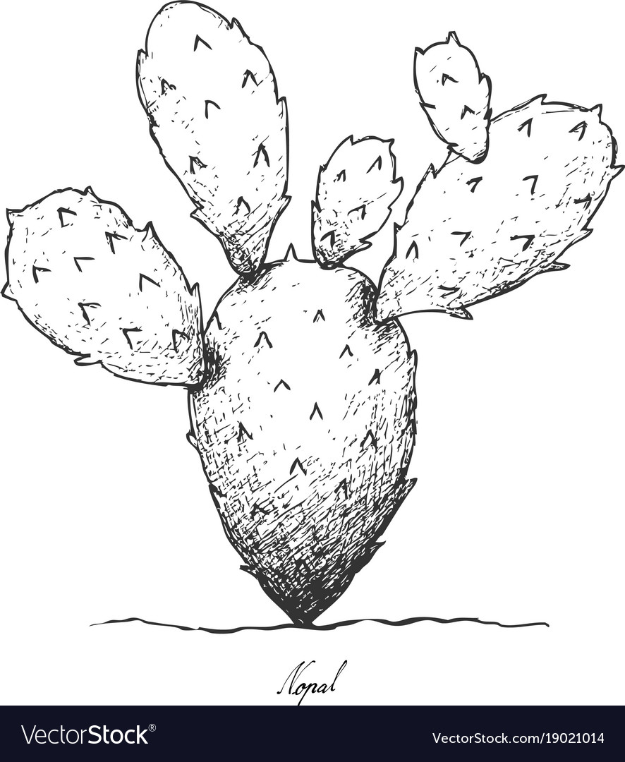 Cactus Line Drawing at GetDrawings | Free download