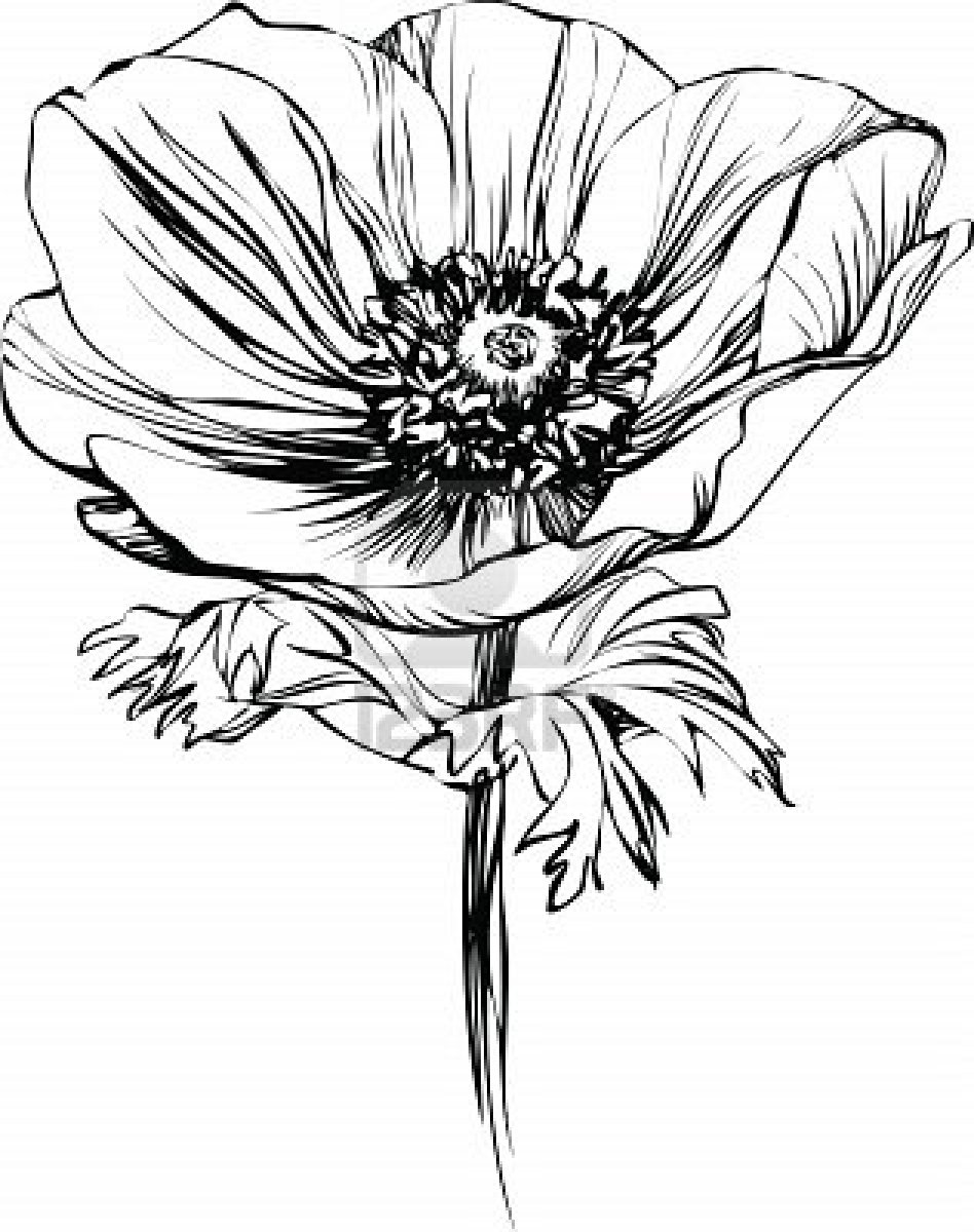 California Poppy Botanical Drawing at GetDrawings | Free download