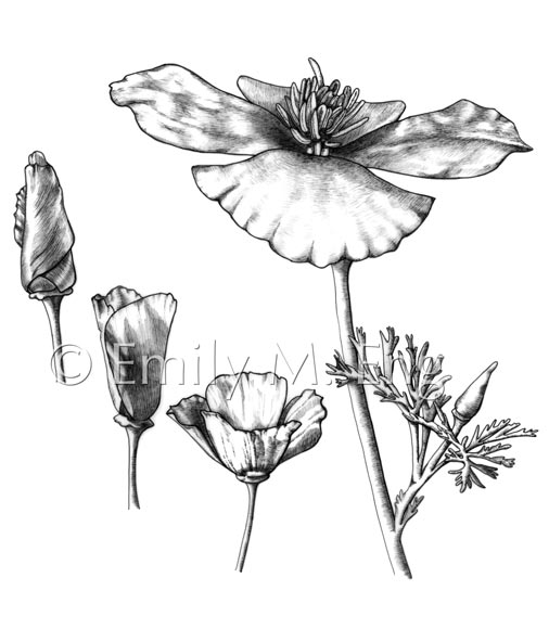 California Poppy Drawing at GetDrawings | Free download