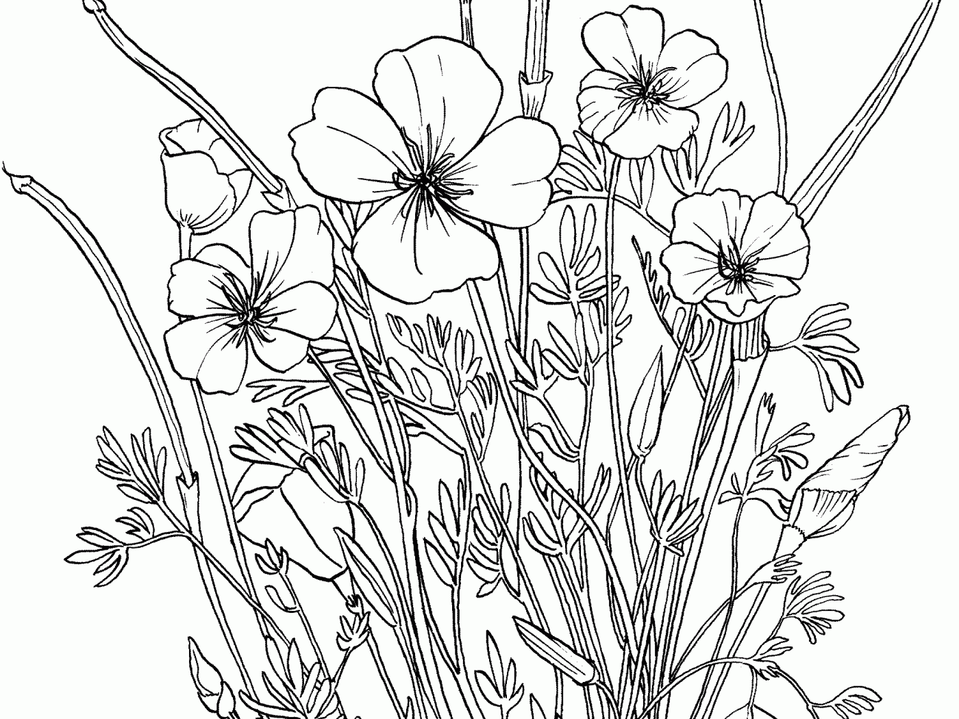 Poppy Drawing Template at GetDrawingscom Free for