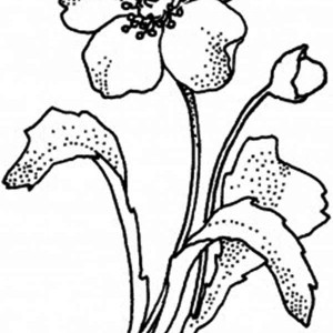 California Poppy Line Drawing at GetDrawings | Free download