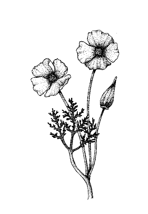 California Poppy Line Drawing at GetDrawings | Free download