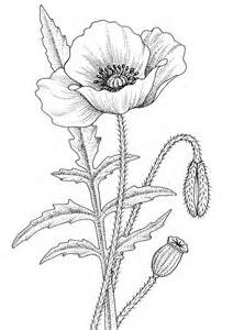 California Poppy Line Drawing at GetDrawings | Free download