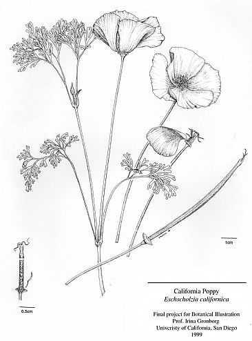 California Poppy Line Drawing at GetDrawings | Free download