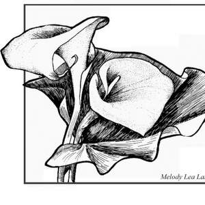 Calla Lily Drawing At Getdrawings Free Download