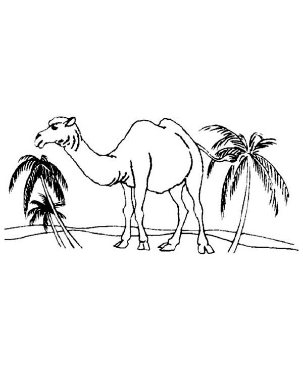 camel in desert drawing