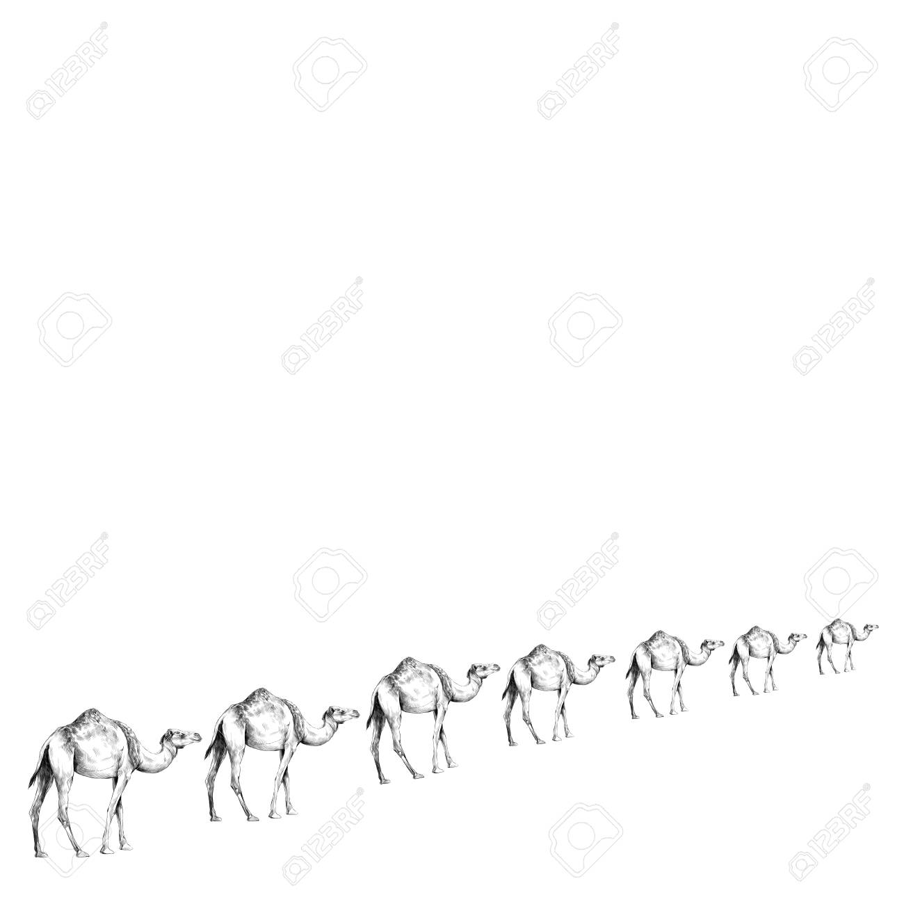 Раскраска Караван верблюдов в пустыне