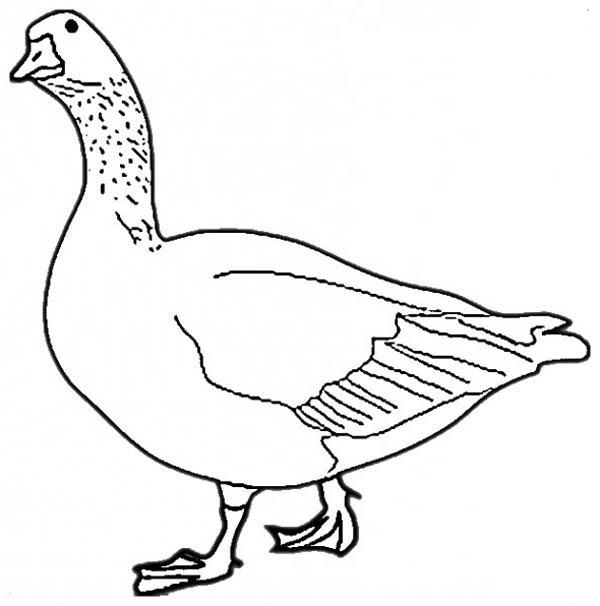 Canadian Geese Drawing at GetDrawings Free download