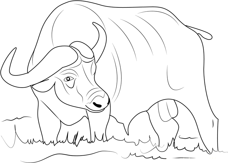 Cape Buffalo Drawing at GetDrawings | Free download