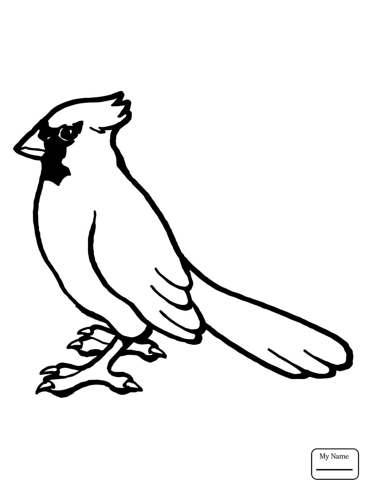 Cardinal Drawing at GetDrawings | Free download