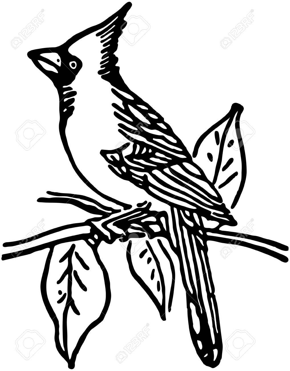 Cardinal Line Drawing at GetDrawings Free download