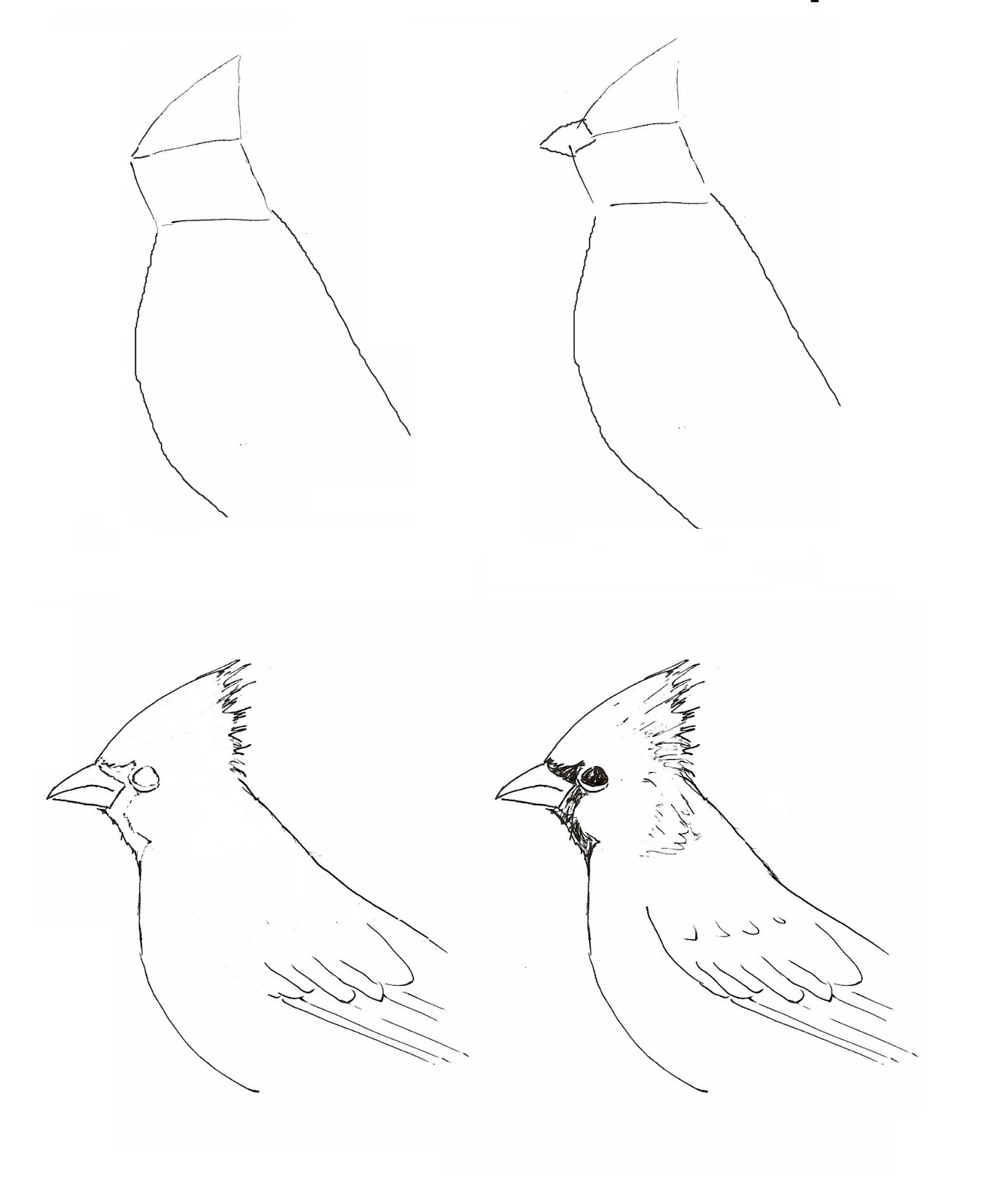 Cardinal Line Drawing at GetDrawings | Free download