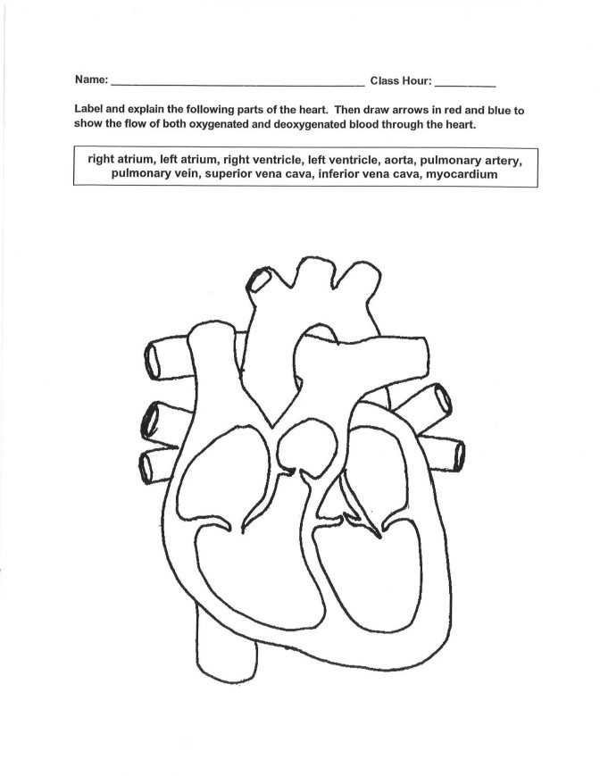 The Circulatory System Worksheet