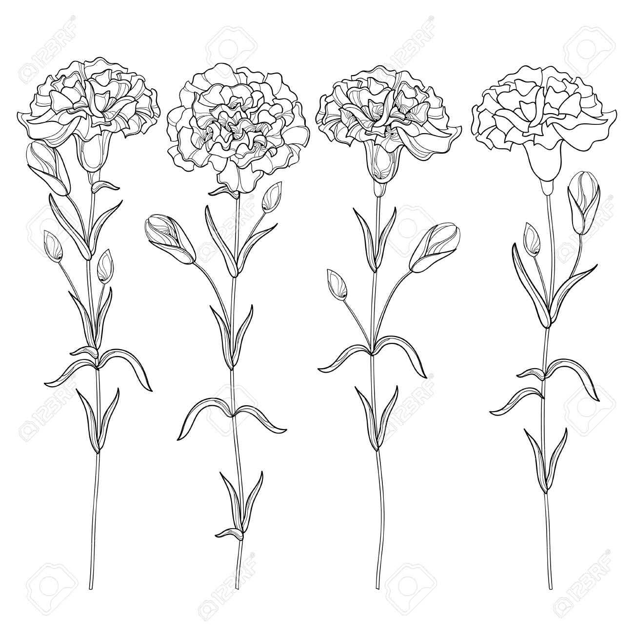 Carnation Drawing at GetDrawings | Free download