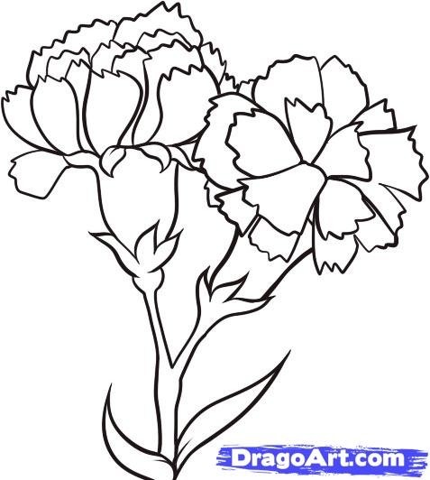 Carnation Drawing Step By Step at GetDrawings | Free download