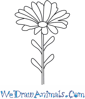 Carnation Flower Drawing at GetDrawings | Free download