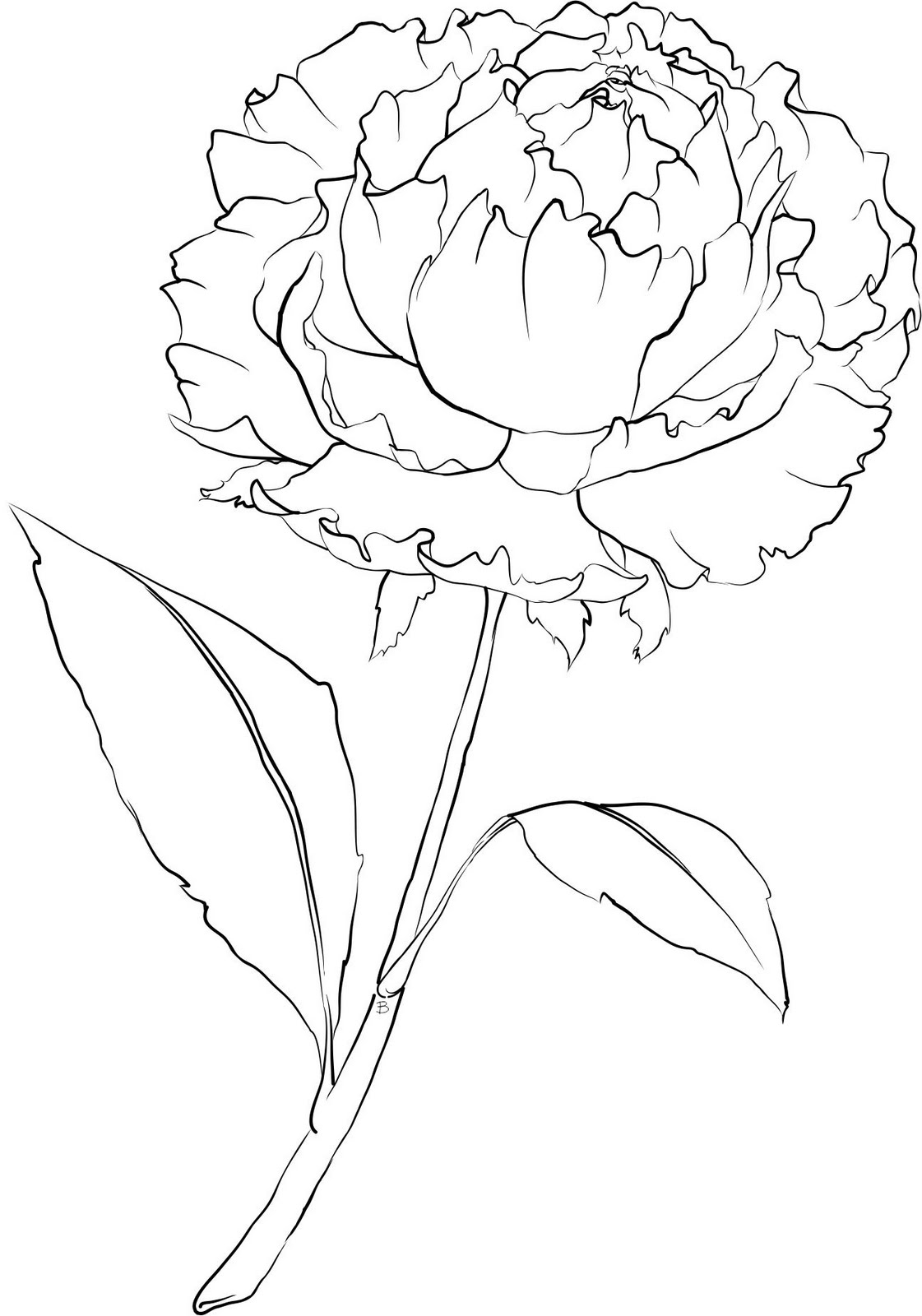 Carnation Flower Drawing at GetDrawings | Free download