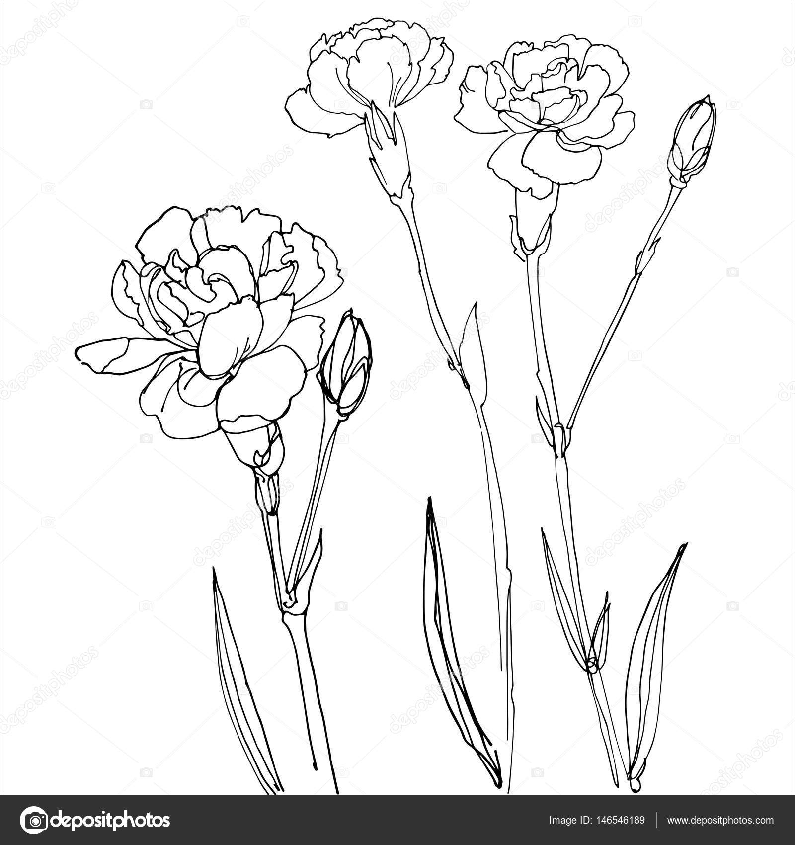 Carnation Line Drawing at GetDrawings Free download