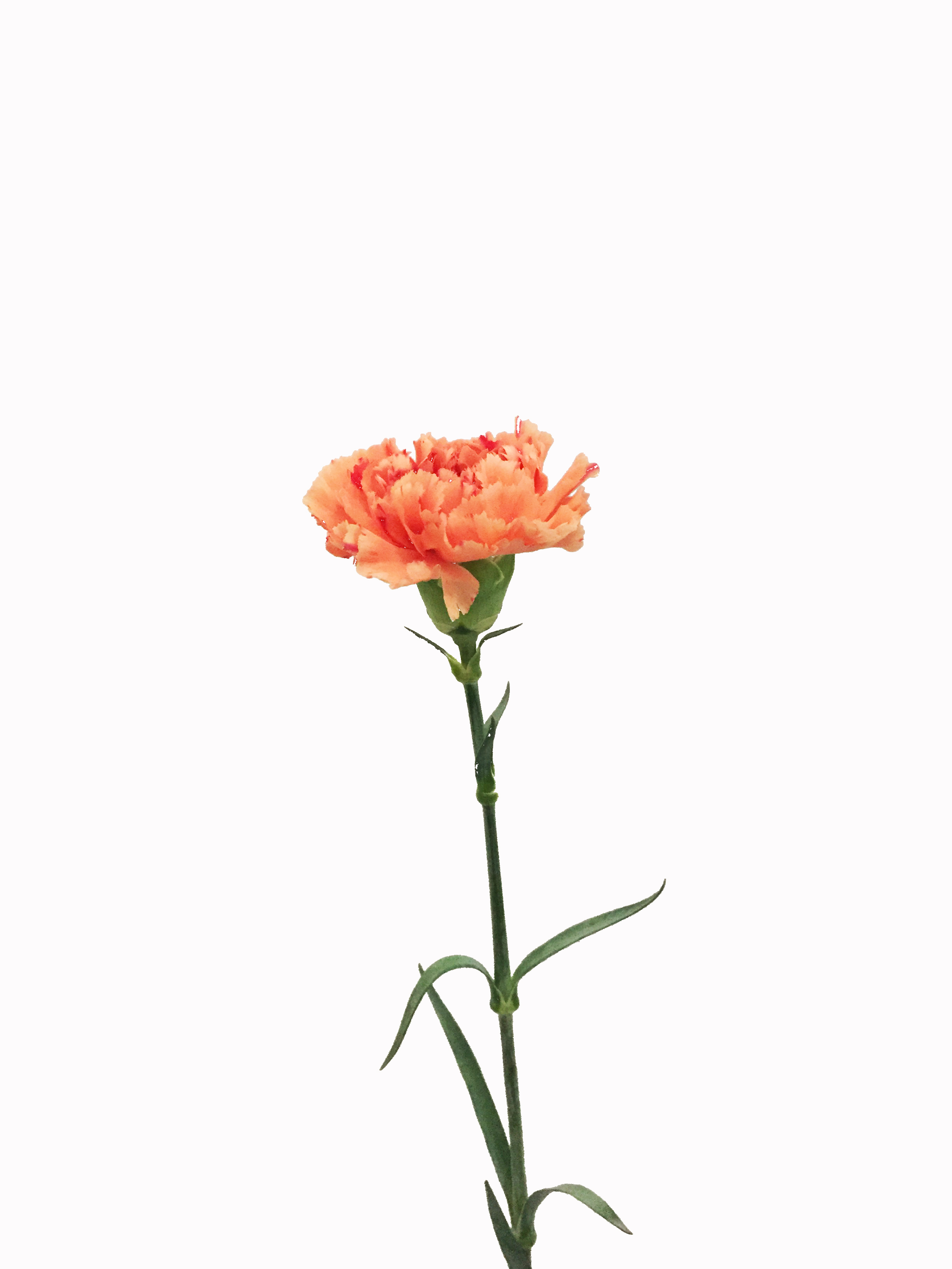 Carnations Drawing at GetDrawings | Free download