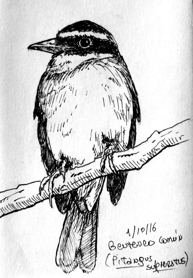 Carolina Wren Drawing at GetDrawings | Free download