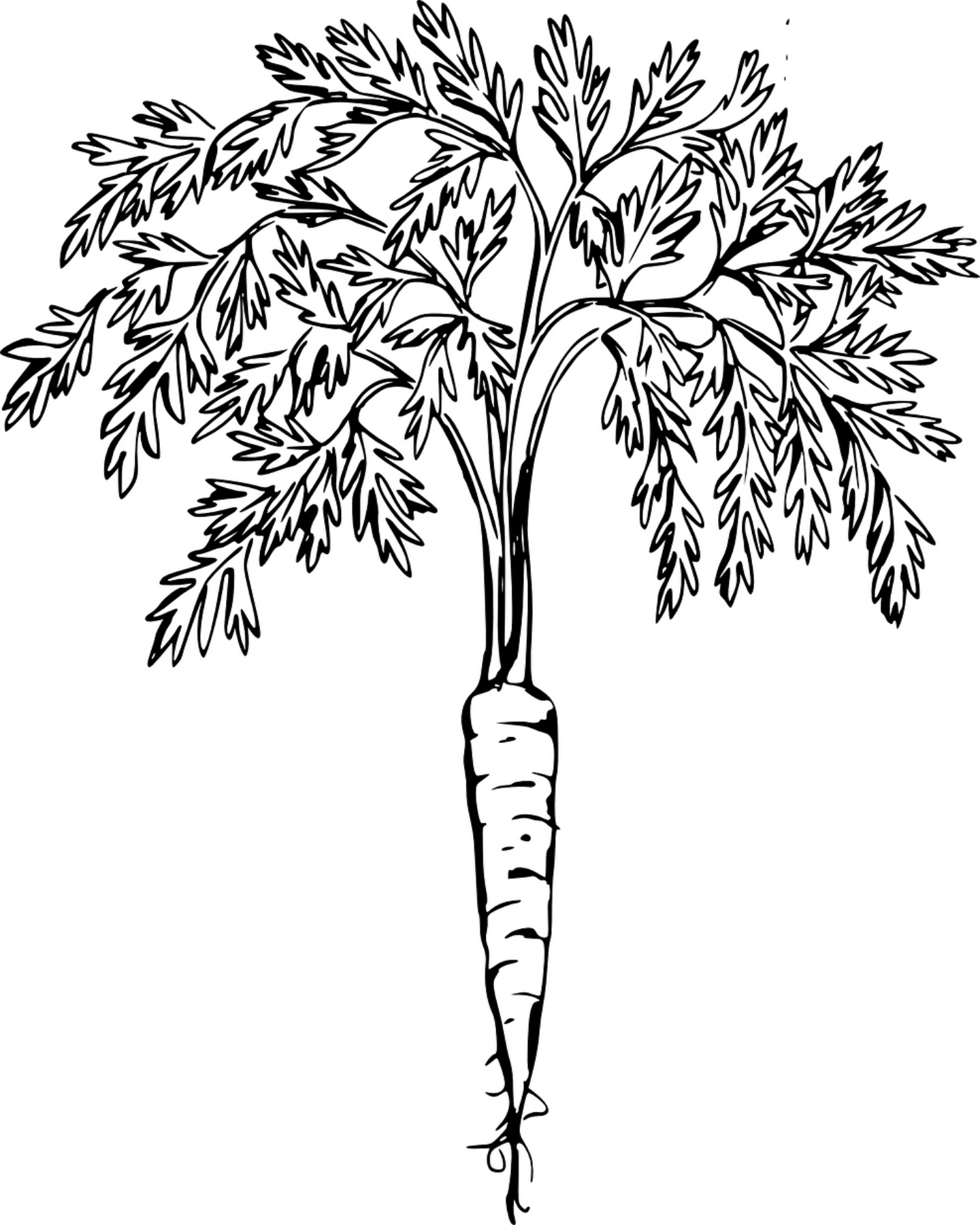 Carrot Drawing At GetDrawings Free Download