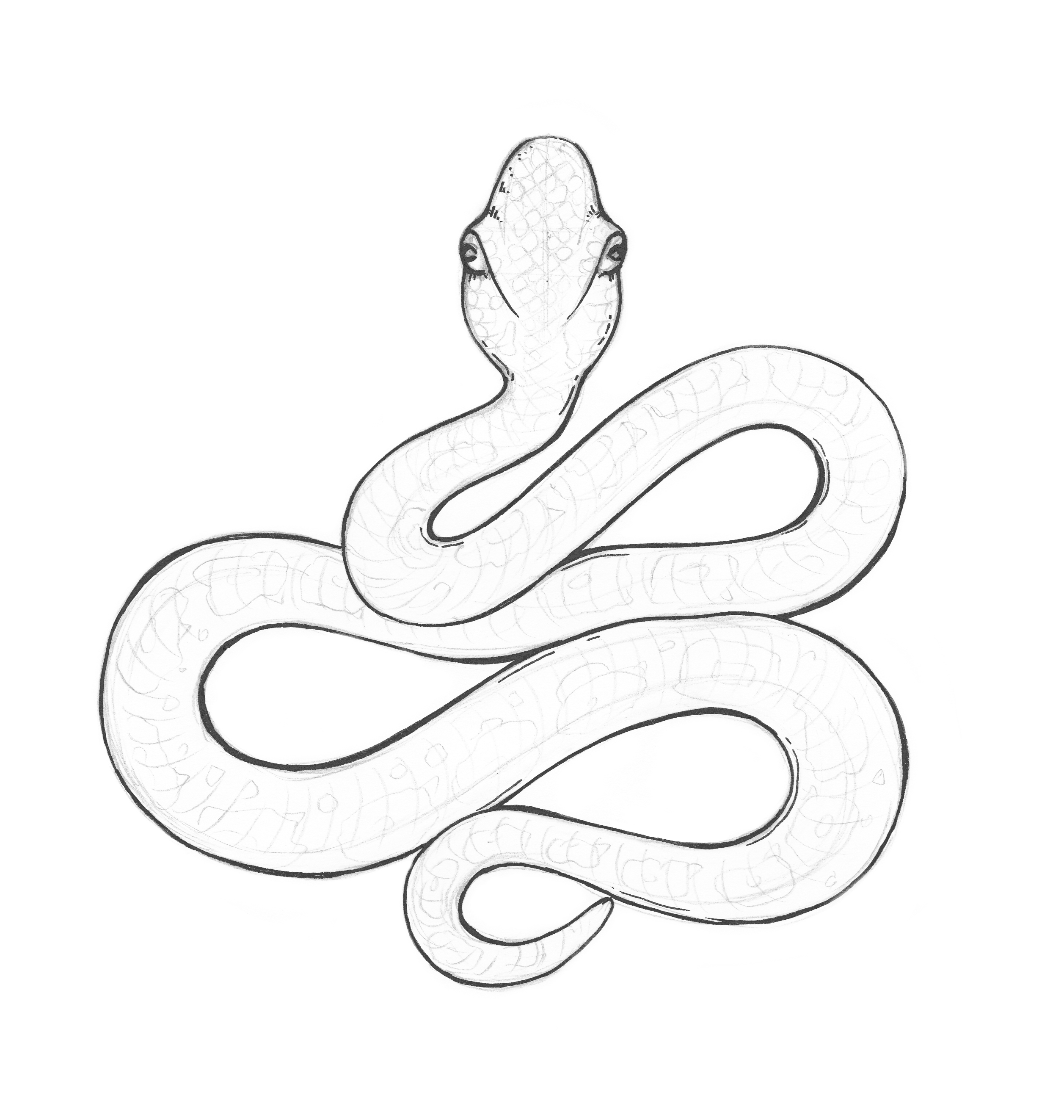 Cartoon Snake Drawing at GetDrawings | Free download