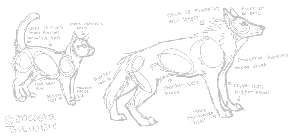 Featured image of post Cat Anatomy Sketch Anatomy sketch cat anatomy anatomy drawing how to draw anatomy animal anatomy body cat sketches by shideh on deviantart