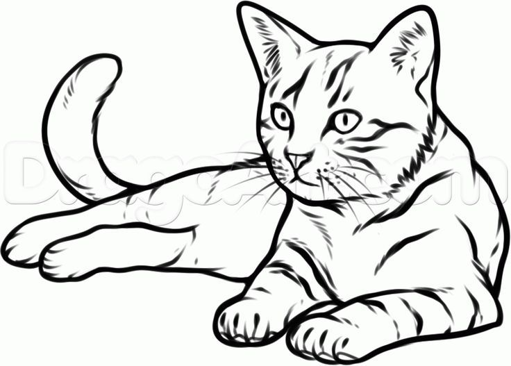 Cat Black And White Drawing at GetDrawings Free download