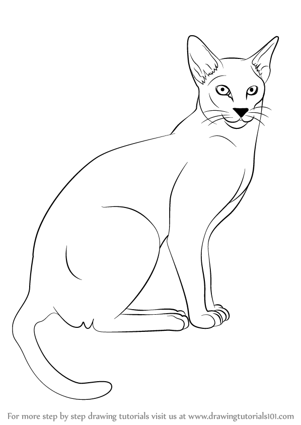 Cat Black And White Drawing at GetDrawings | Free download